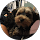 Reviewer profile picture showing a small dog